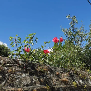 T3  jardin clos et terrasse